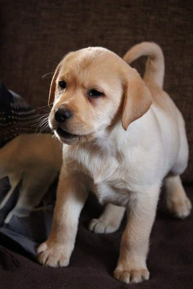 Labradori--stenad