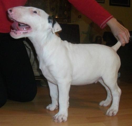 Bullterrier-stenci