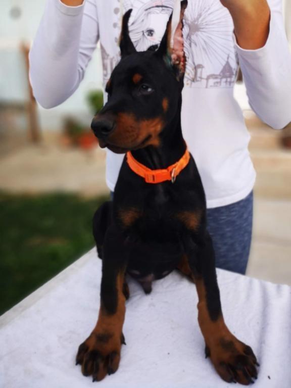 Doberman-štenci