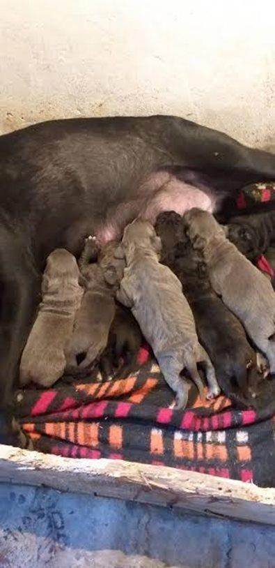 Cane-corso-