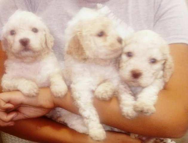 Štenci-Lagotto-Romagnolo