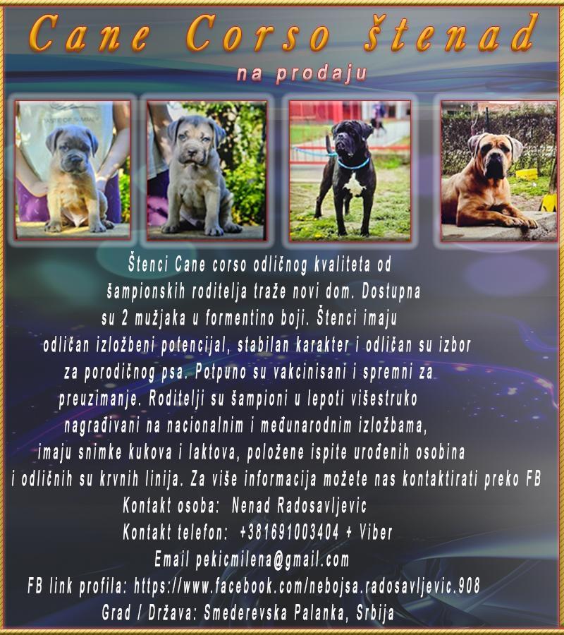 Cane-Corso