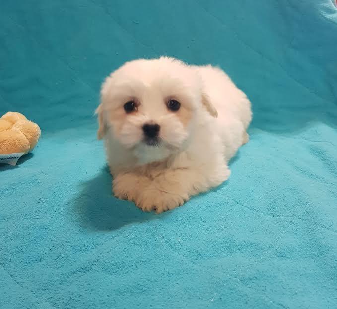 Tulearski-pas---Coton-De-Tulear
