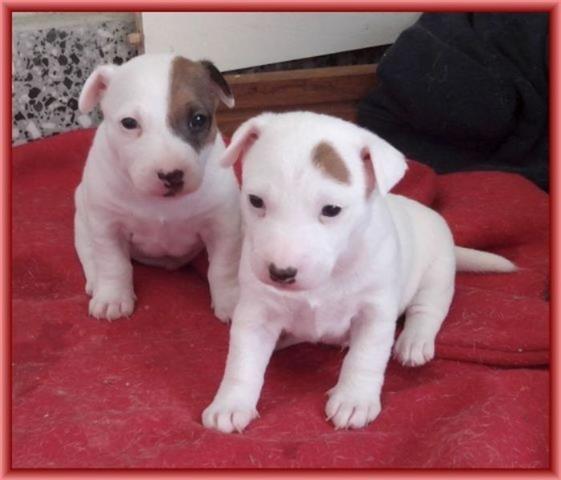 Jack-russell-terrier