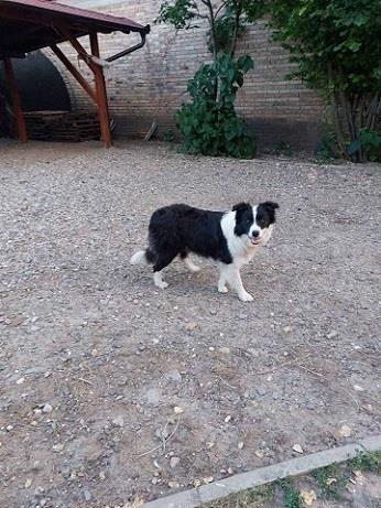 Border-koli-collie-štenci