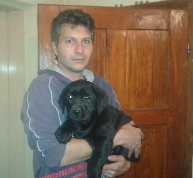 Labrador-štenci-