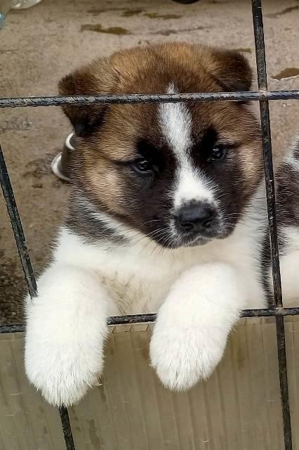 Američka-Akita-štenci