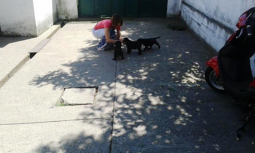 Labrador-štenci-