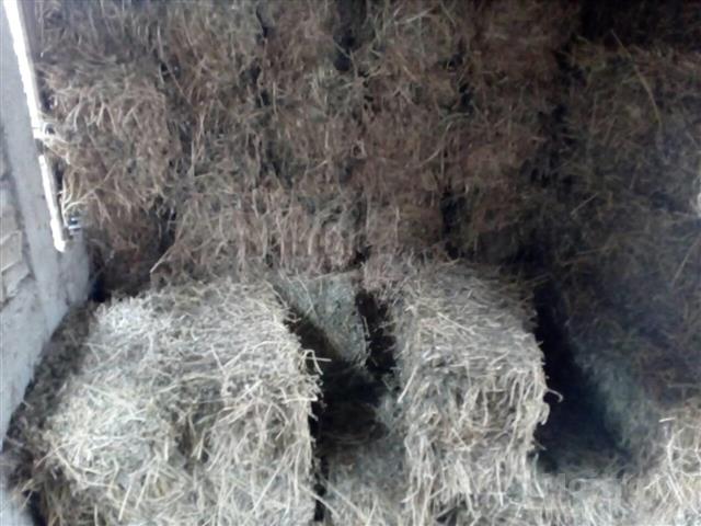 Balirana Detelina Kikinda