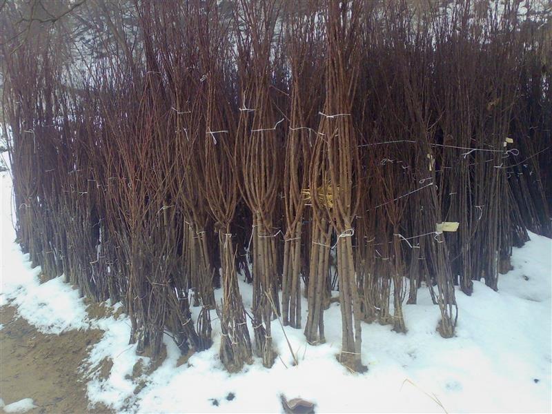 VOCNE-SADNICE