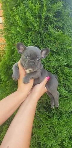 Francuski buldog 