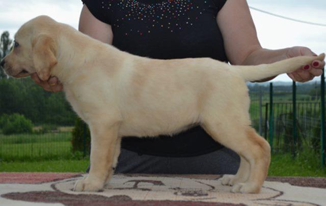 Labrador-retriver-stenci-