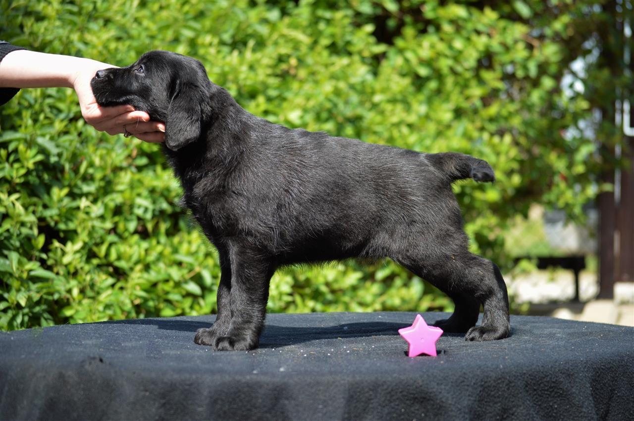 Labrador-retriver-stenci