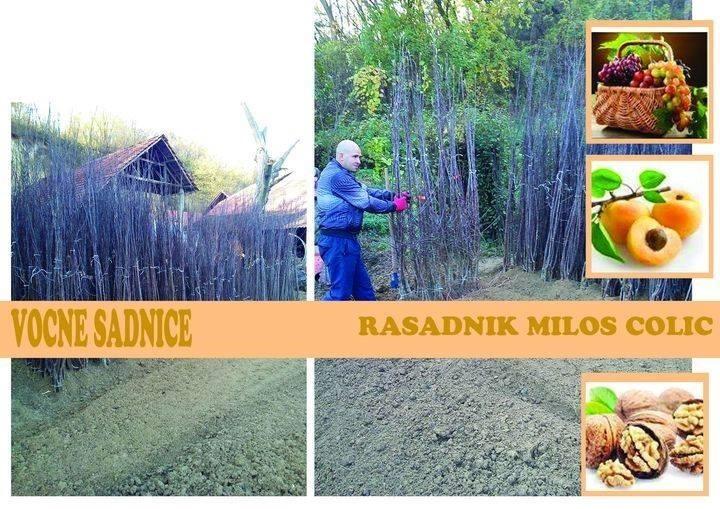 VOCNE-SADNICE