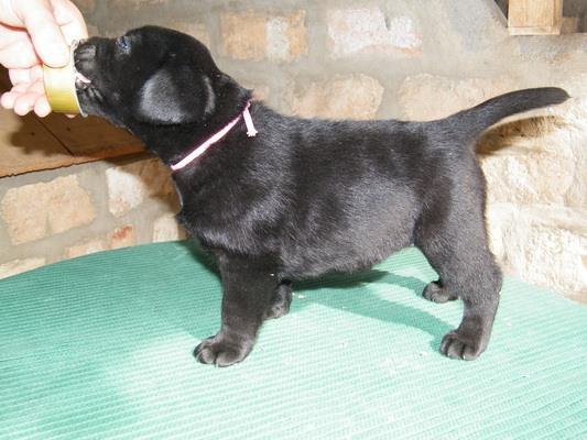 Labrador-Retriver--Izlozbena-Stenad
