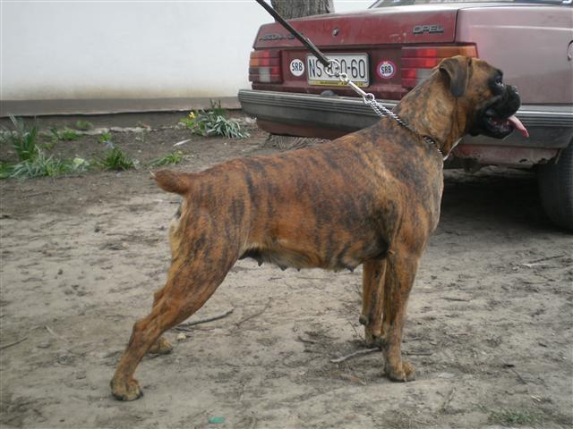nemacki-boxer