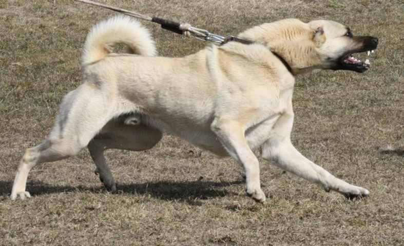 TURSKI-KANGAL---odlicni-stenci