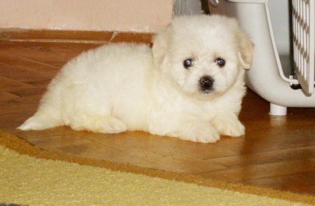 Coton-de-Tulear