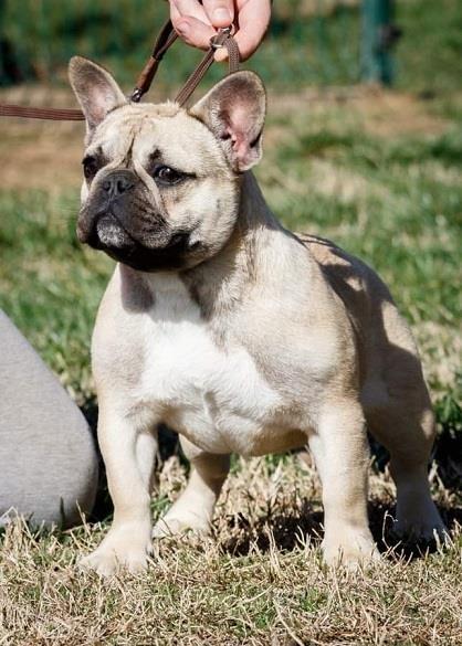 Francuski-buldog--mlada-zenka