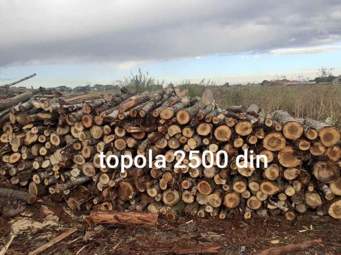 Drva topola suva