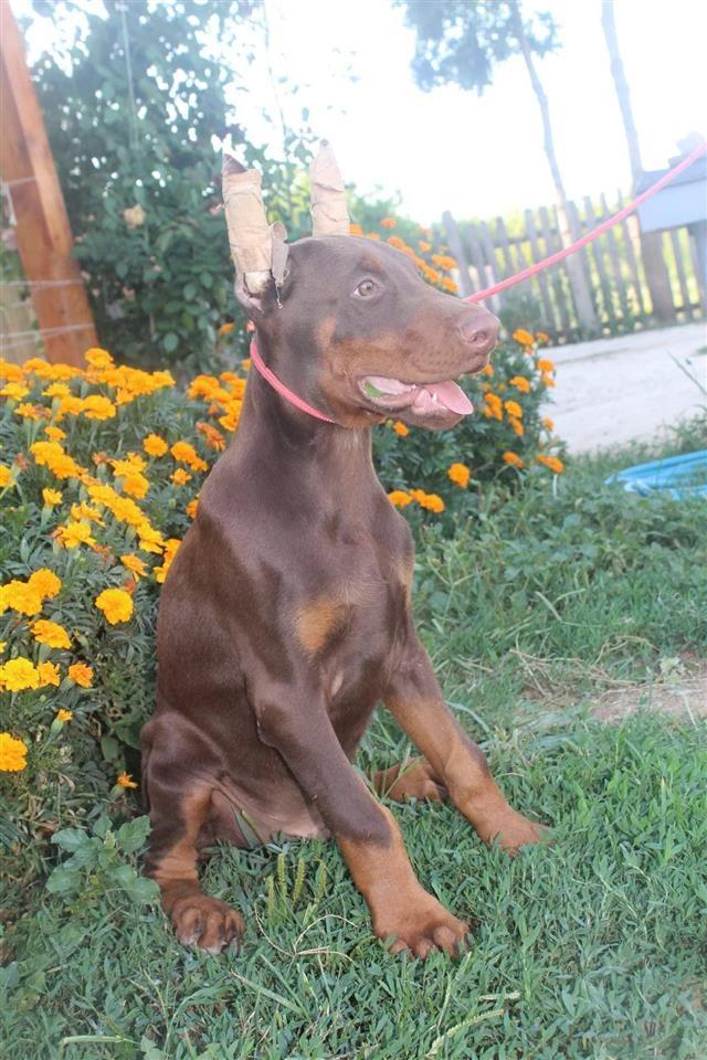 Doberman-štenci