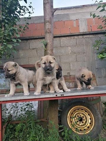 Turski-Kangal--stenci