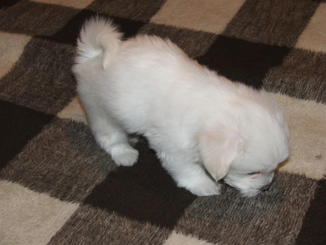 Coton-de-tulear--tenci