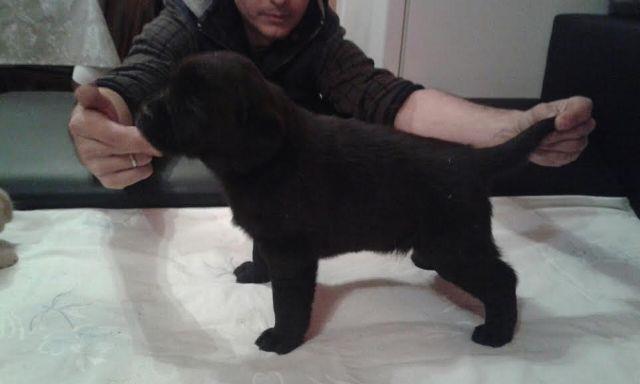 -Labrador-štenci-