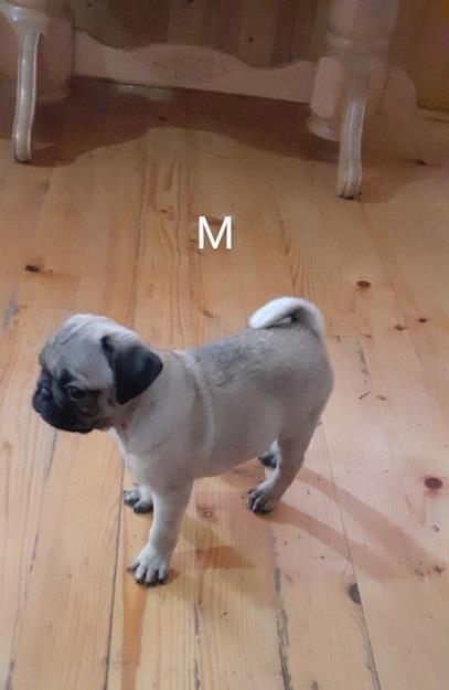 Mops-stenci