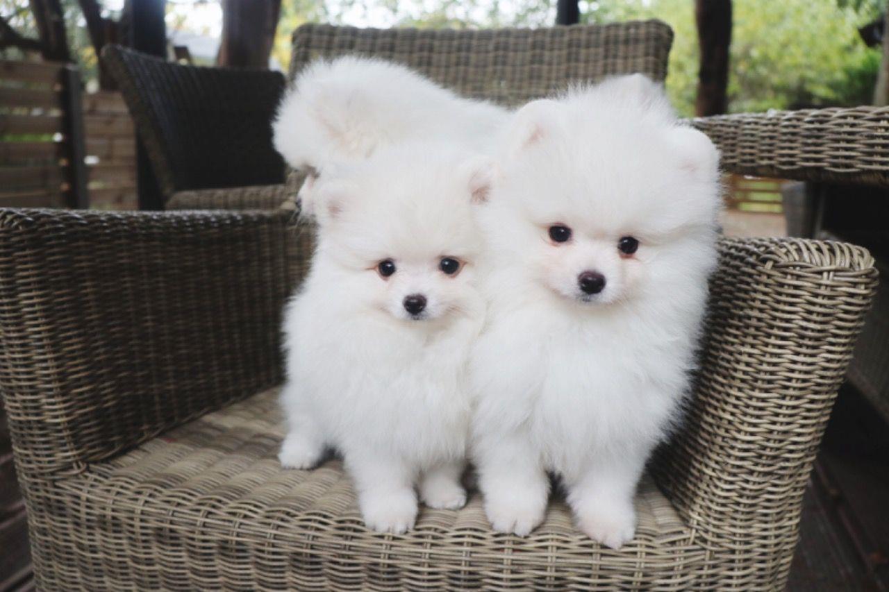 Pomeranian-štenad