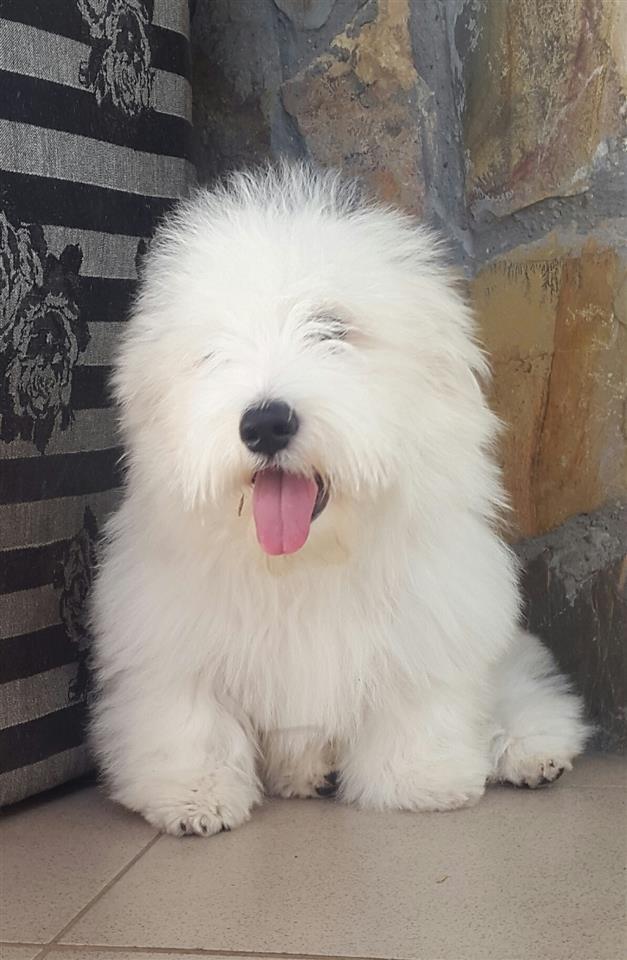 Coton-de-Tulear