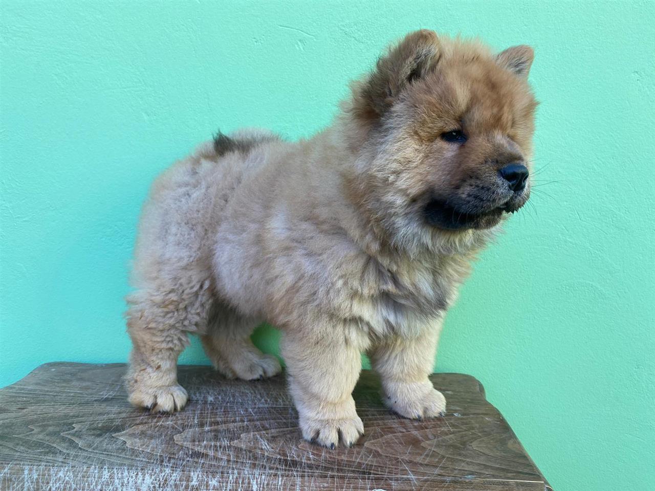 Chow-chow-stene