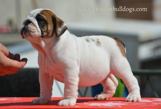 Engleski-Buldog-