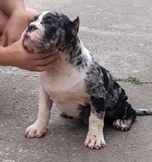 American-Bully----