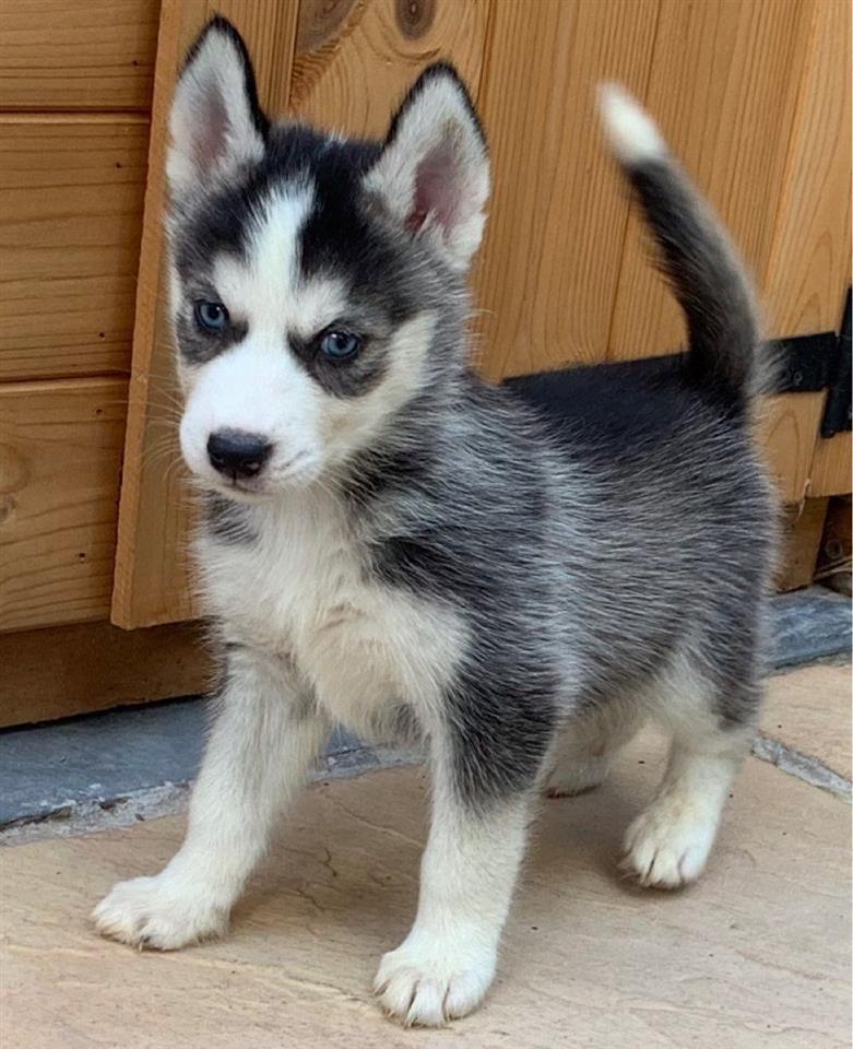 Sibirski-husky-štenad-na-prodaju