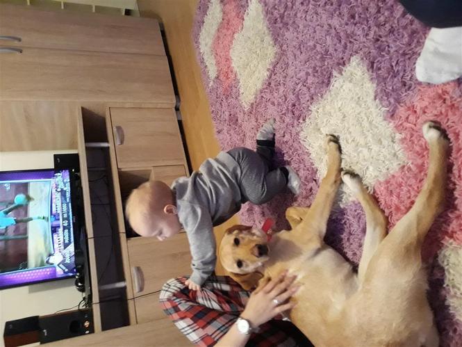Mesanac Labradora i Retrivera