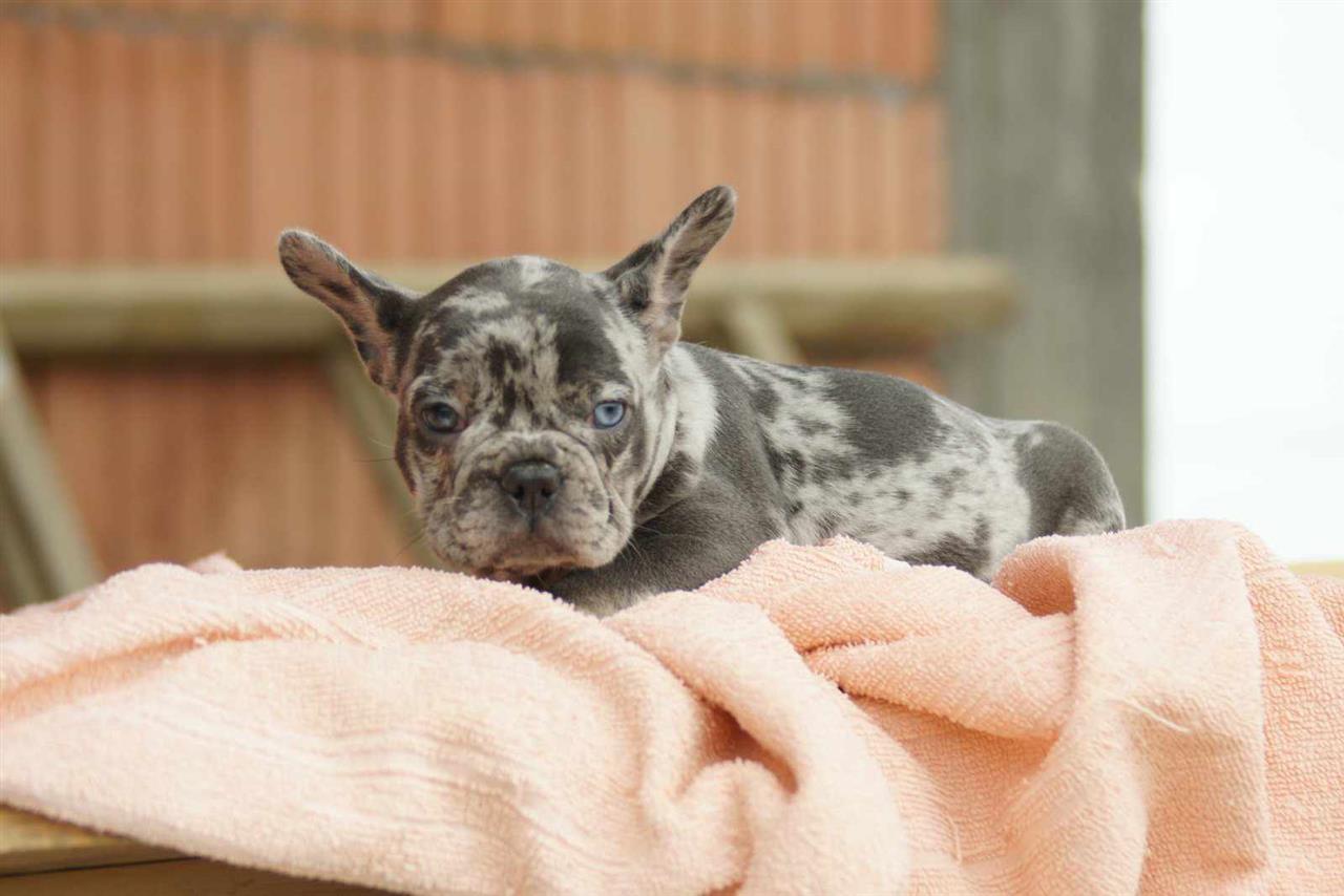 Francuski-buldog-štenci