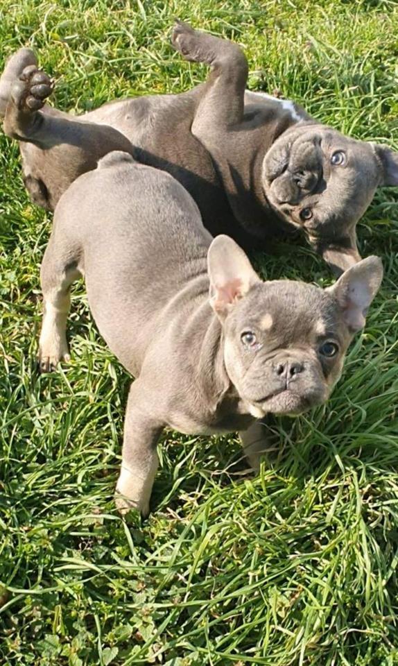 Francuski-Buldog-plavo-štene