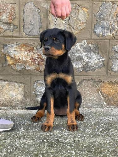 Štenci Rottwailera 