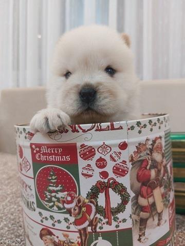 Chow-chow-cau-cau-stenad