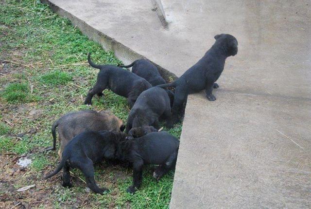 Cane-Corso-stenci