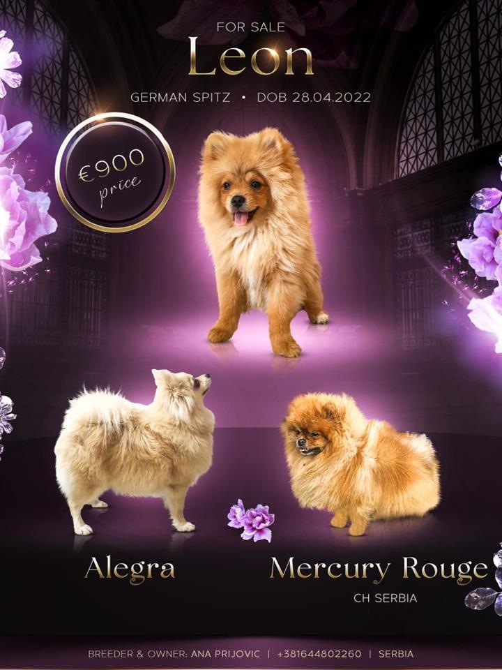 Pomeranac-štene
