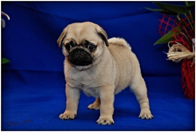 Mops-i-Cavalier-KCS-stenci