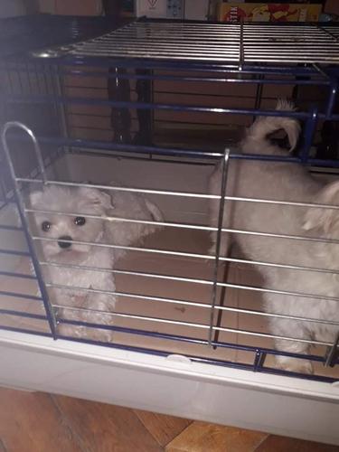 Maltezer, mini zenkice