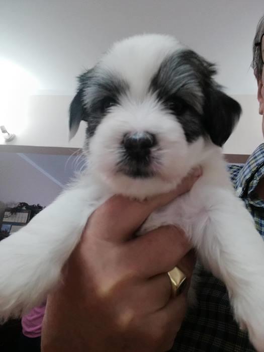 Coton-de-tulear-