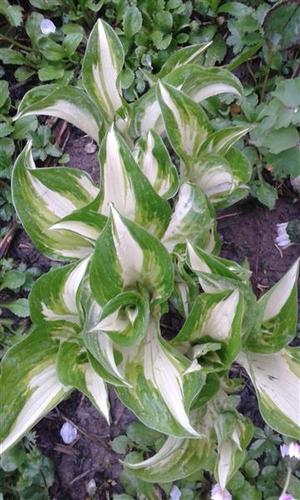 Hosta-zelena i sarena