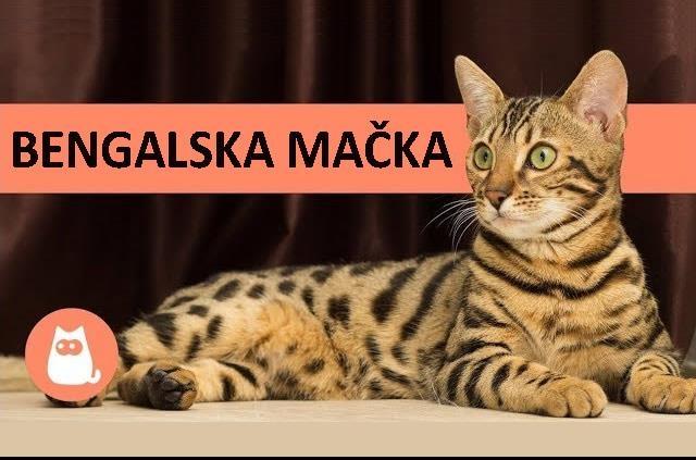 Bengalske-mačke