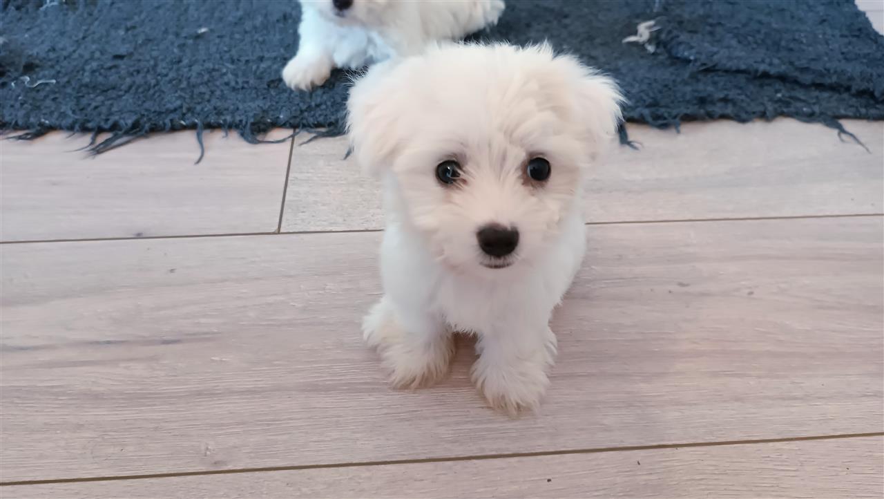 Maltezer