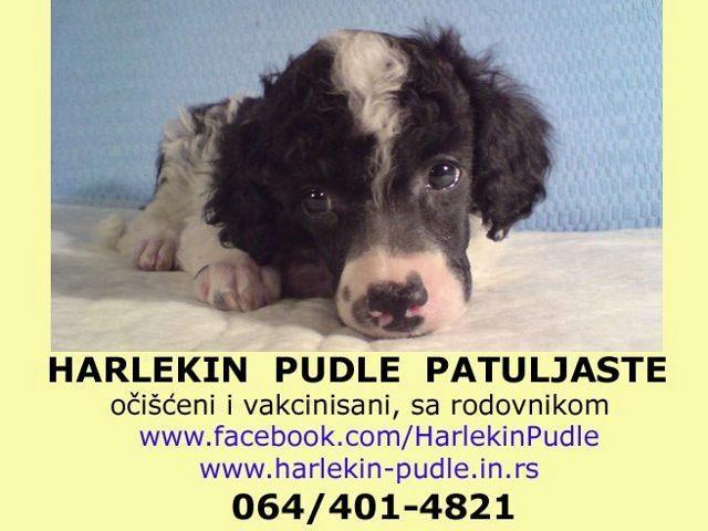 Patuljaste harlekin pudle