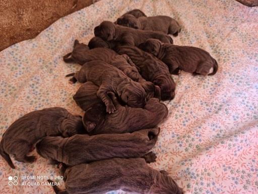 Cane-corso-štenci